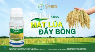 TVC FOLICUR 430 SC | MÁT LÚA ĐẦY BÔNG